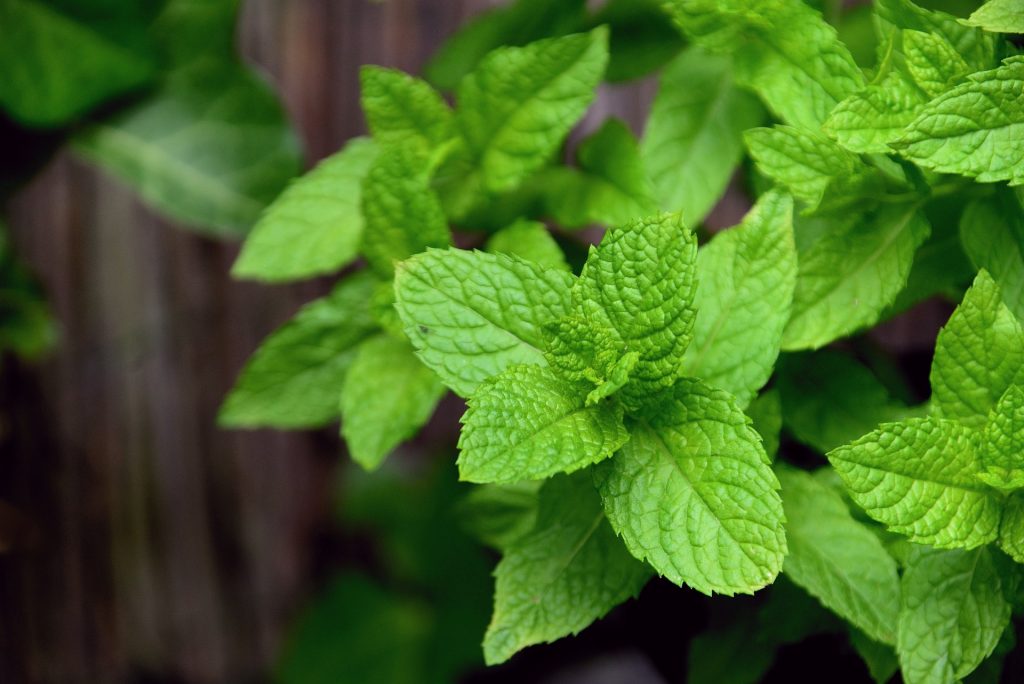 Babička prozradila trik na přípravu šťávy z listů, která je ideální do horkého počasí. Je z ní nejlepší limonáda